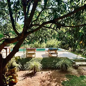 Shan Mango , Sigiriya Sri Lanka